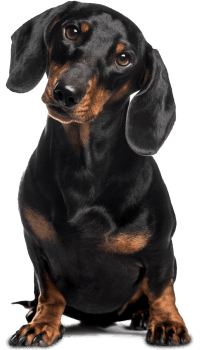 dachshund