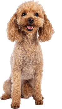 toy poodle